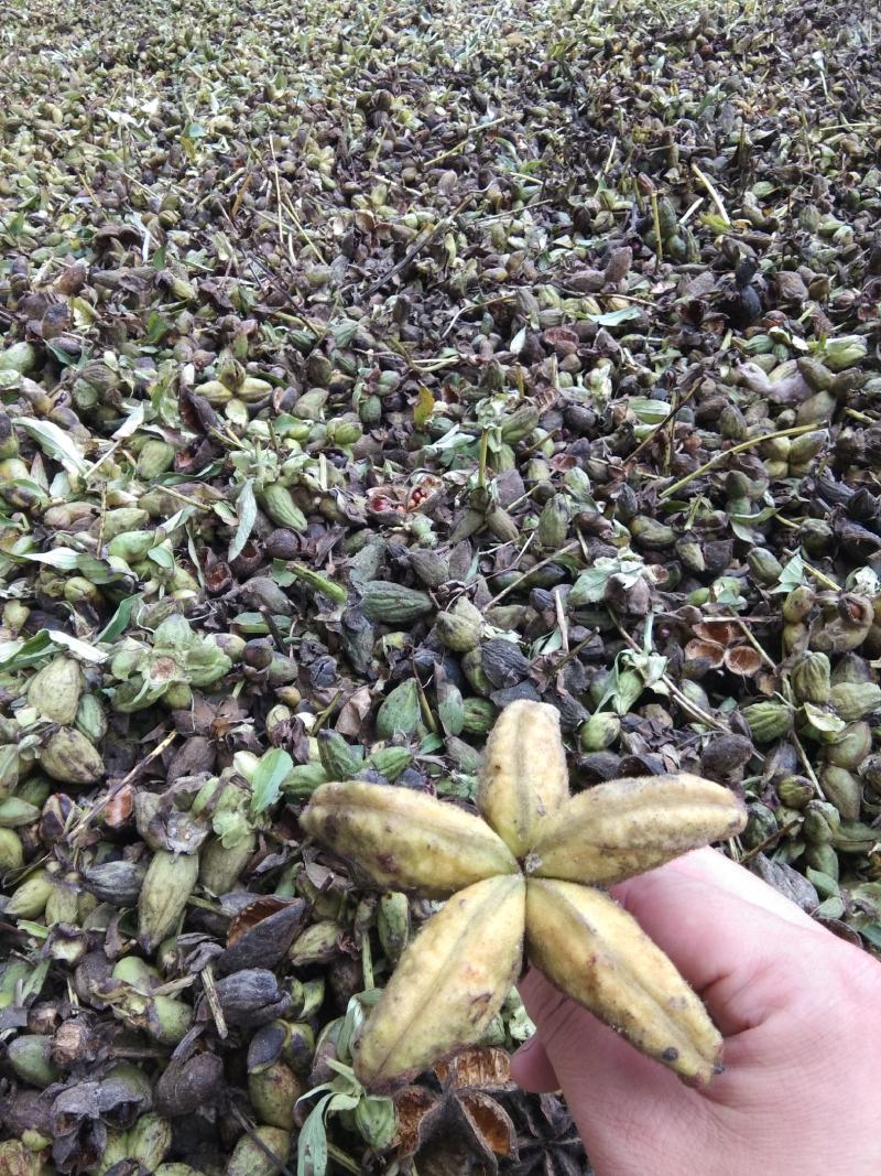 赤芍种子，量大从优，保证品质，一手货源，