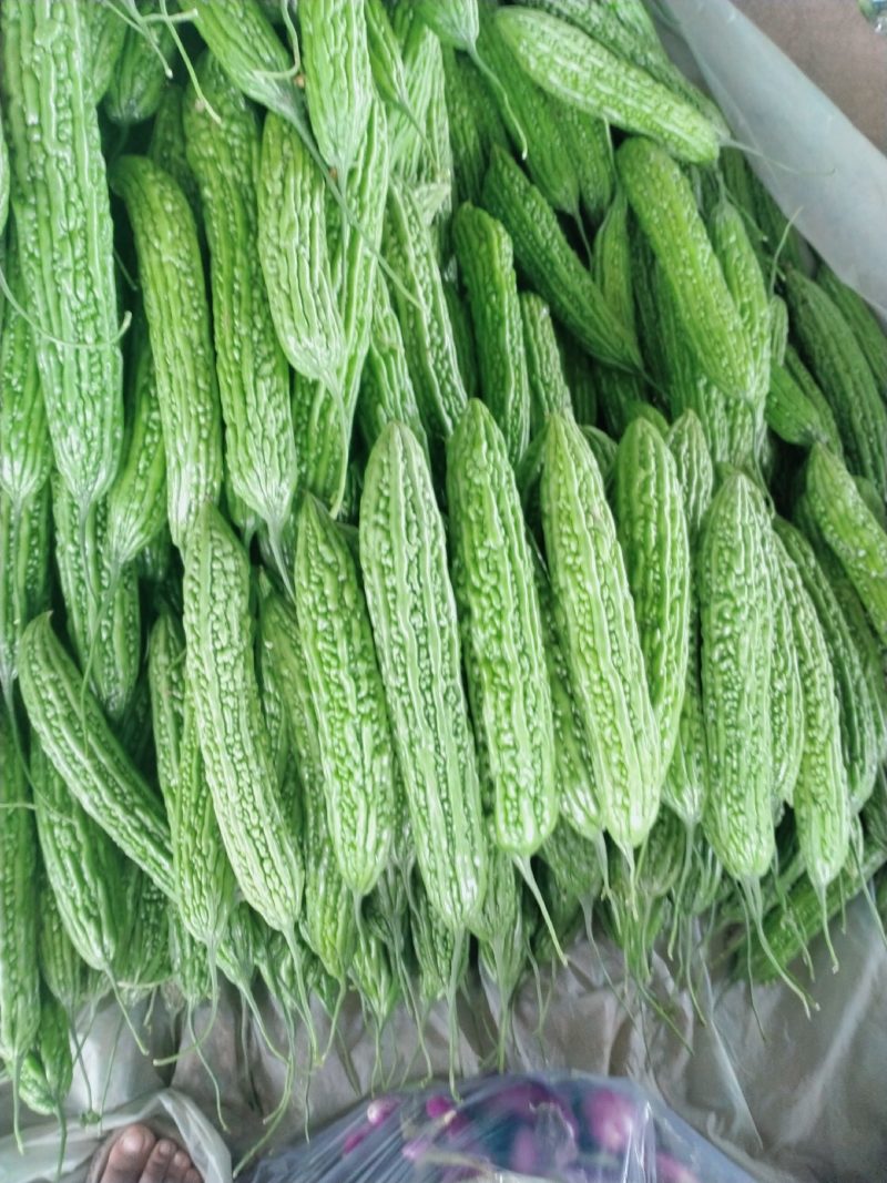 山东临沂兰陵县，苦瓜，颜色青，条形好，保质量，产地直销。