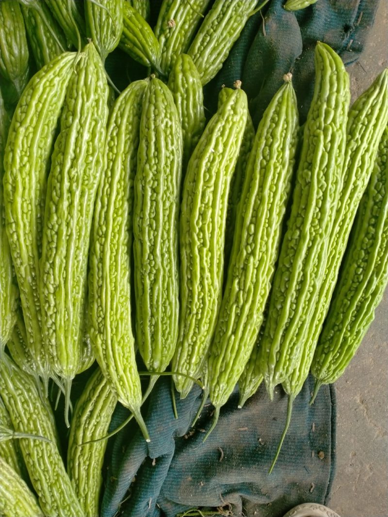 山东临沂兰陵县，苦瓜，颜色青，条形好，保质量，产地直销。