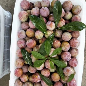 芙蓉李产地直销，大量上市，一件代发，代办。