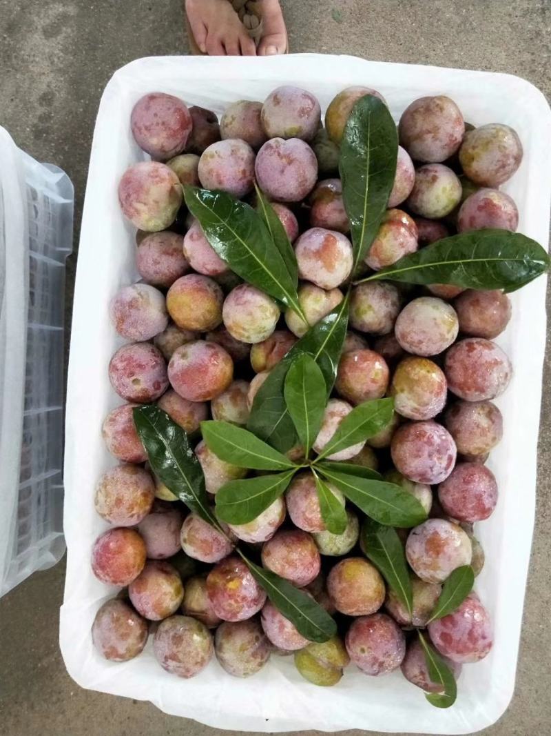 芙蓉李产地直销，大量上市，一件代发，代办。