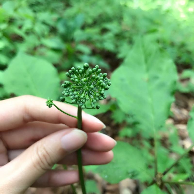 长白山人参花，【参农直销。】六年大花蕾，批发零售。