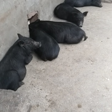 藏香猪商品猪藏香猪种公藏香猪种母