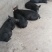 藏香猪商品猪藏香猪种公藏香猪种母