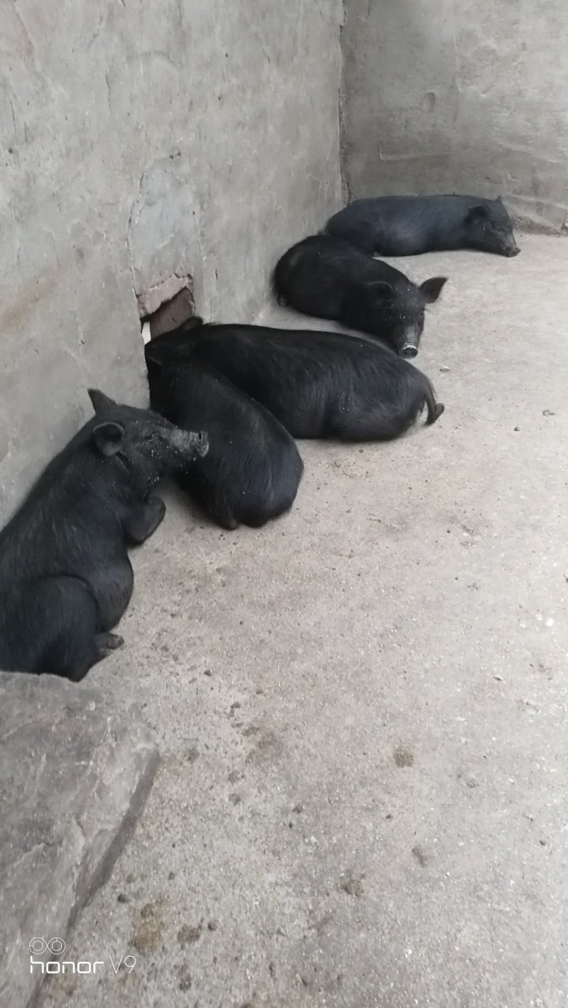 藏香猪商品猪藏香猪种公藏香猪种母
