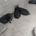 藏香猪商品猪藏香猪种公藏香猪种母