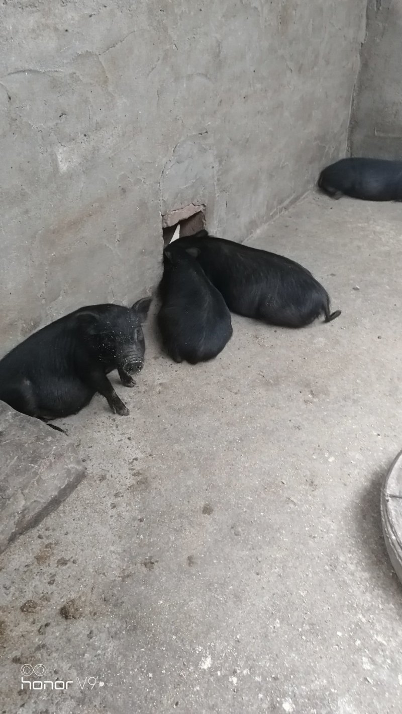 藏香猪商品猪藏香猪种公藏香猪种母
