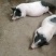 藏香猪商品猪藏香猪种公藏香猪种母