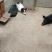藏香猪商品猪藏香猪种公藏香猪种母