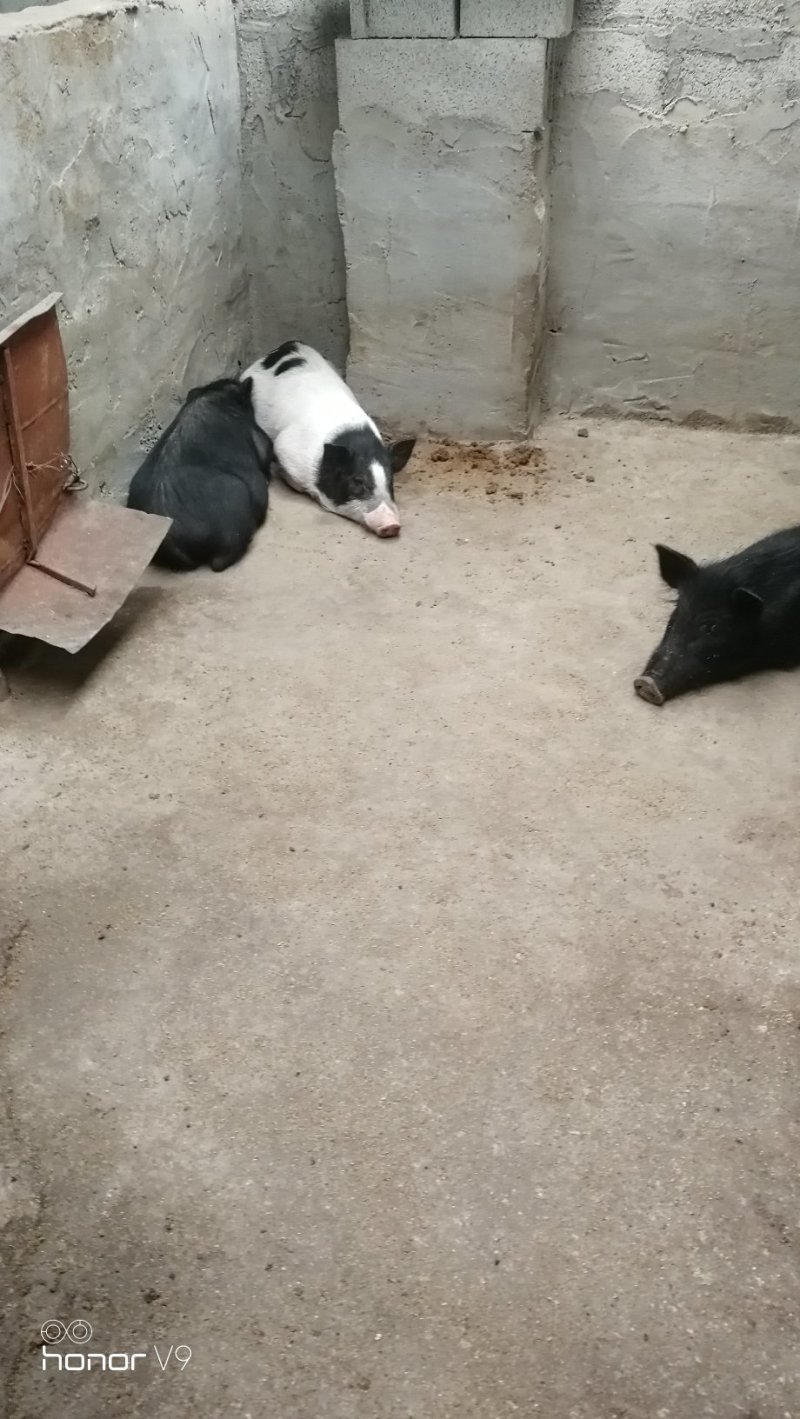 藏香猪商品猪藏香猪种公藏香猪种母
