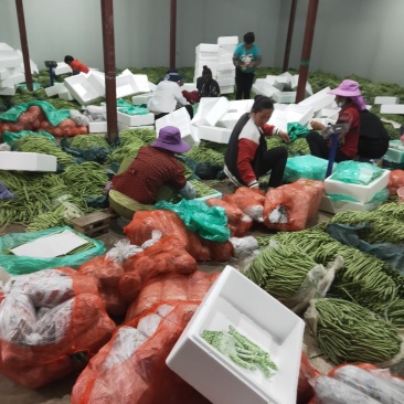云南精品小金豆批发市场