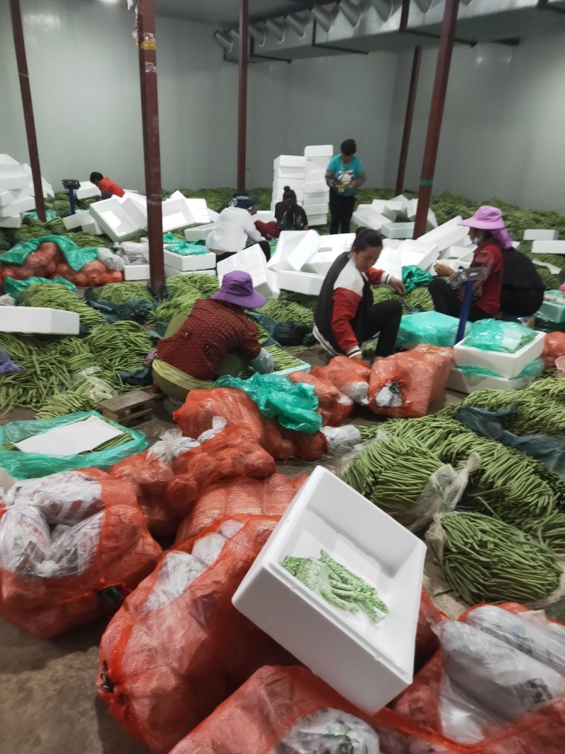 云南精品小金豆批发市场