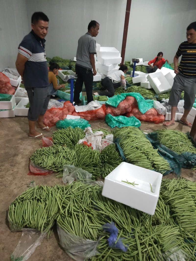 云南精品小金豆批发市场