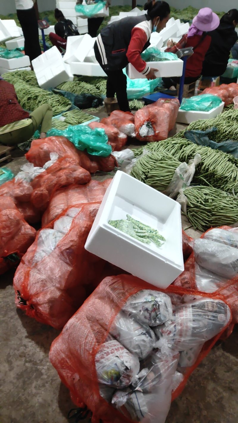 云南精品小金豆批发市场