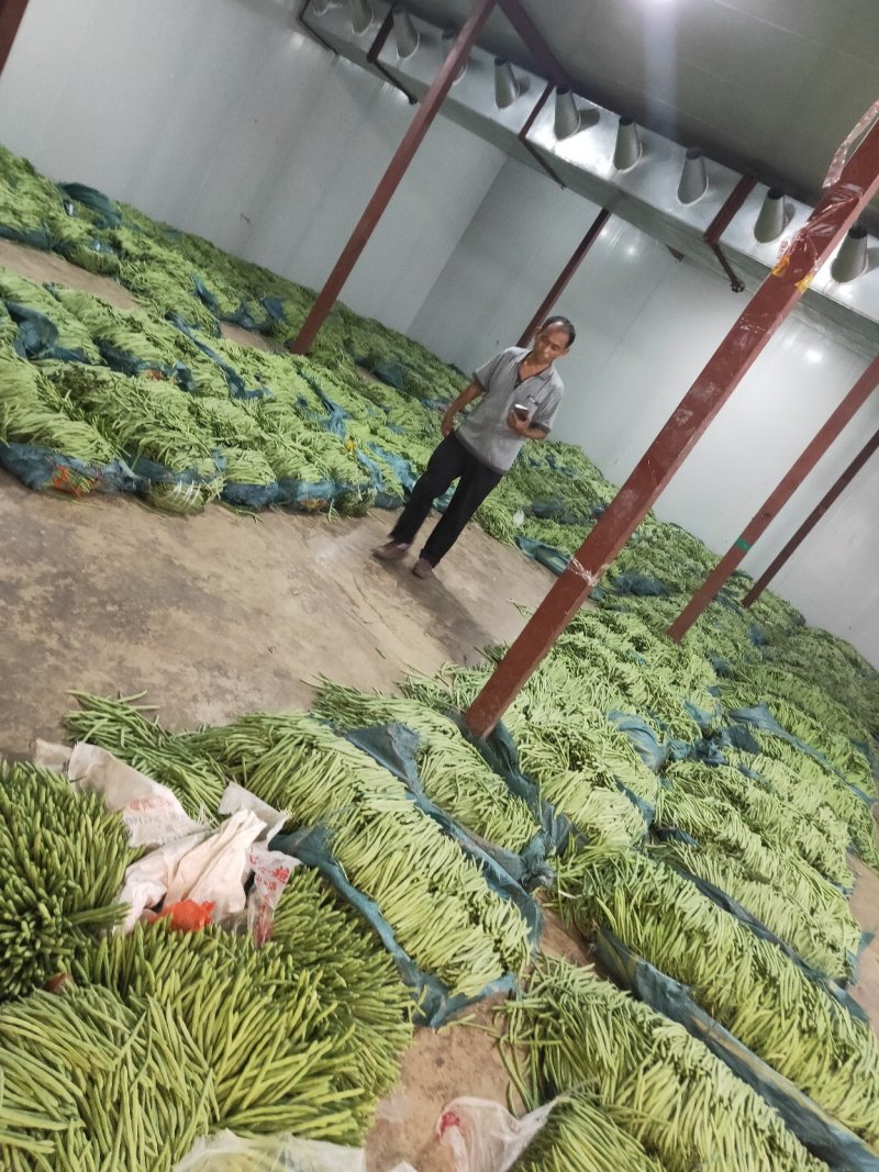 云南精品小金豆批发市场
