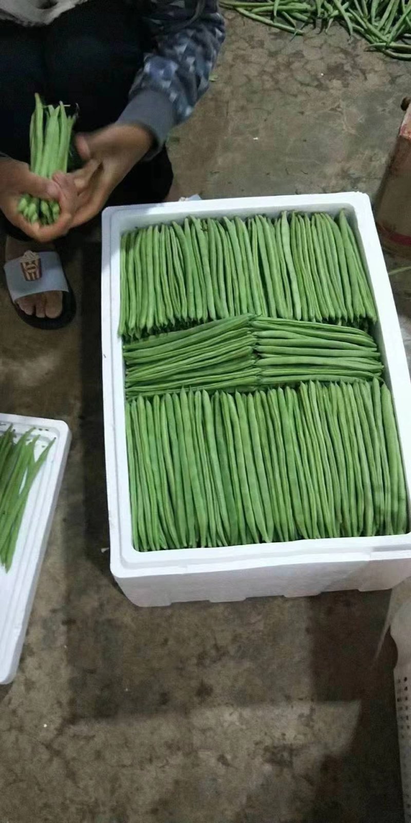 云南精品小金豆批发市场