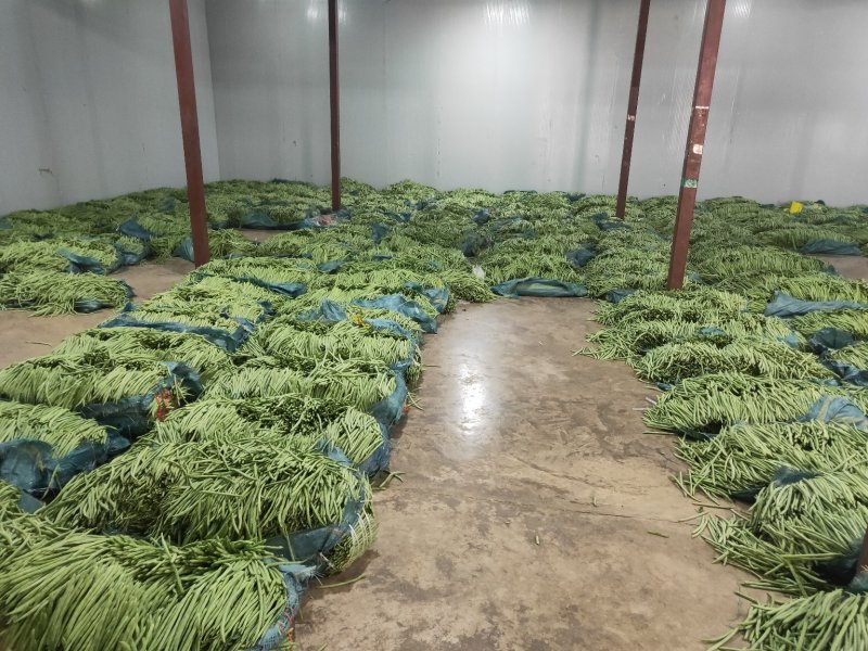云南精品小金豆批发市场