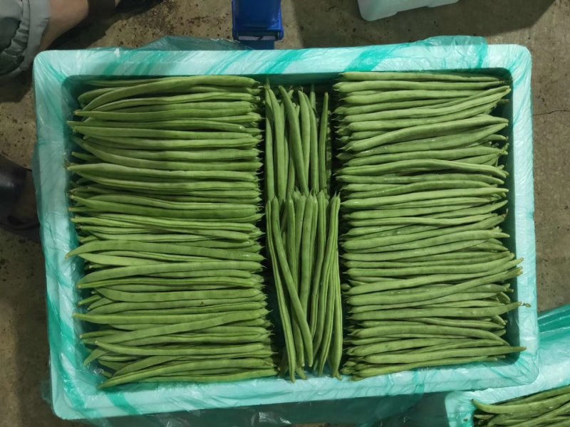 云南精品小金豆批发市场