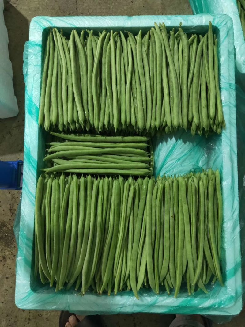云南精品小金豆批发市场