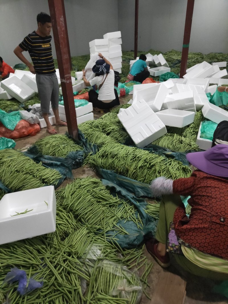 云南精品小金豆批发市场