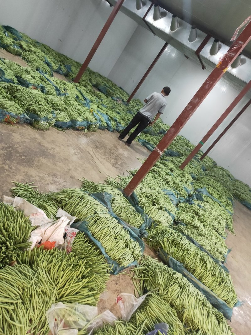 云南精品小金豆批发市场