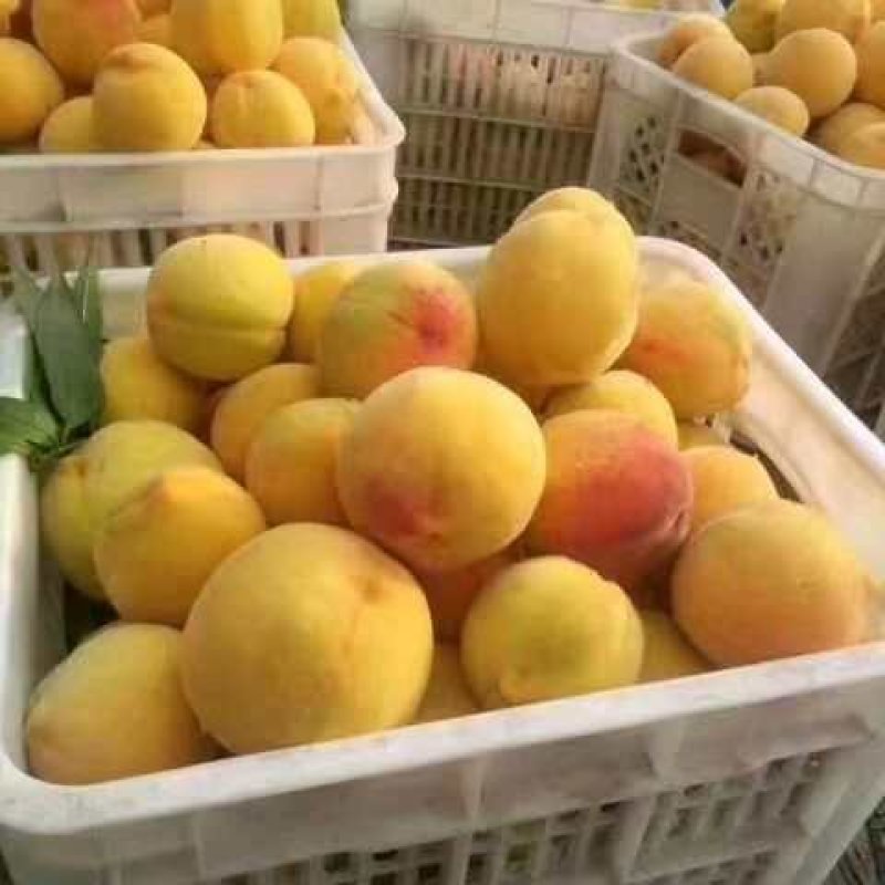 黄金蜜柚桃