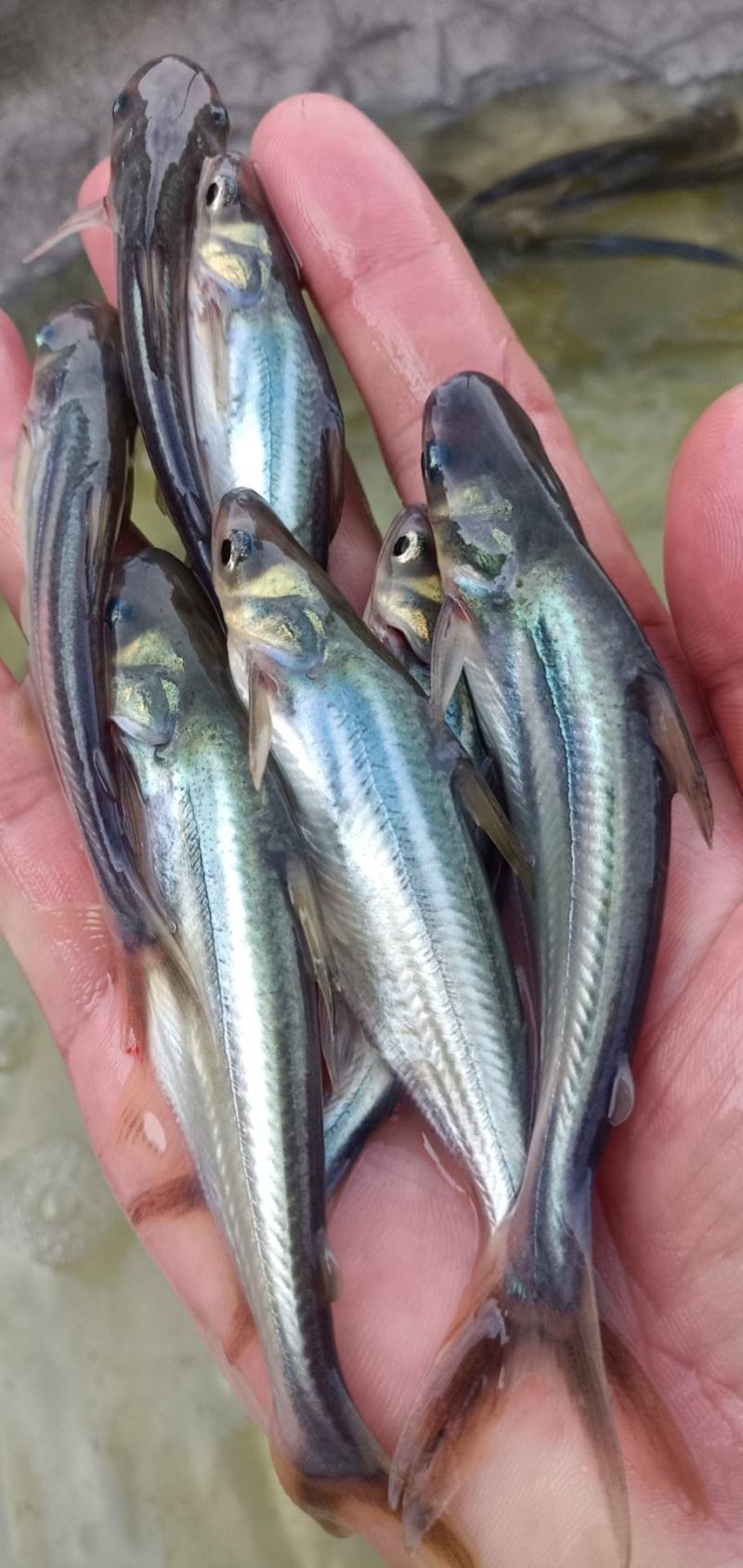 巴沙鱼苗，淡水沙鱼苗，巴沙鱼苗