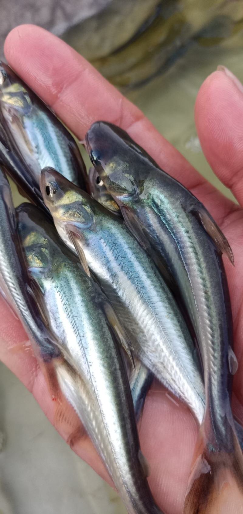 巴沙鱼苗，淡水沙鱼苗，巴沙鱼苗