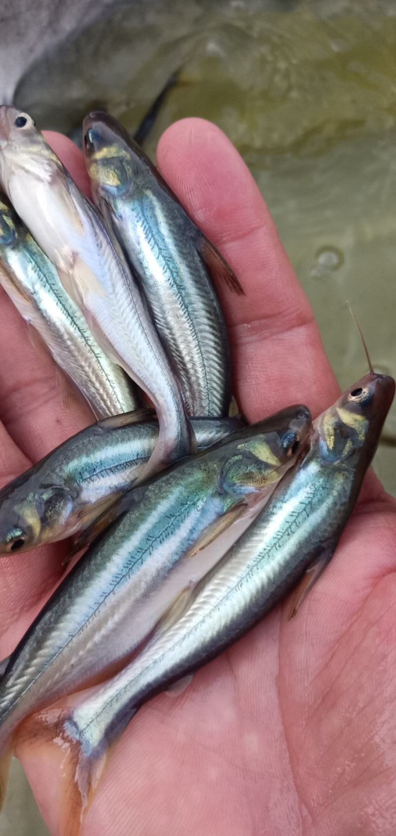 巴沙鱼苗，淡水沙鱼苗，巴沙鱼苗