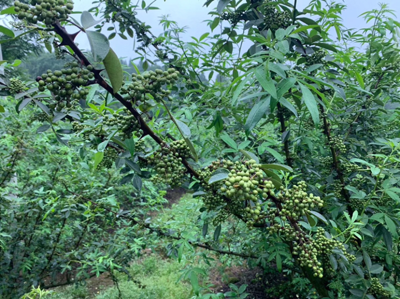 保鲜花椒青麻椒色泽清秀，颗粒饱满基地直发货源充足一件代发