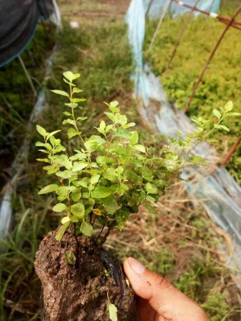 出售各规格金山金艳绣线菊