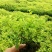 出售各规格金山金艳绣线菊