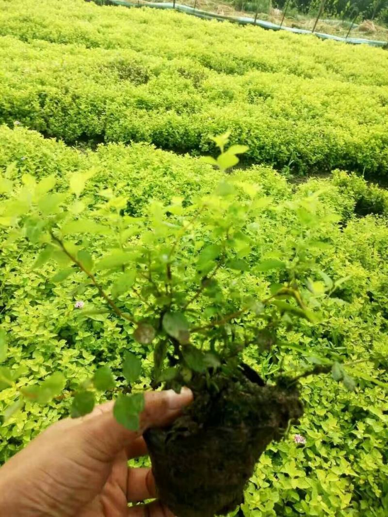 出售各规格金山金艳绣线菊