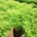 出售各规格金山金艳绣线菊