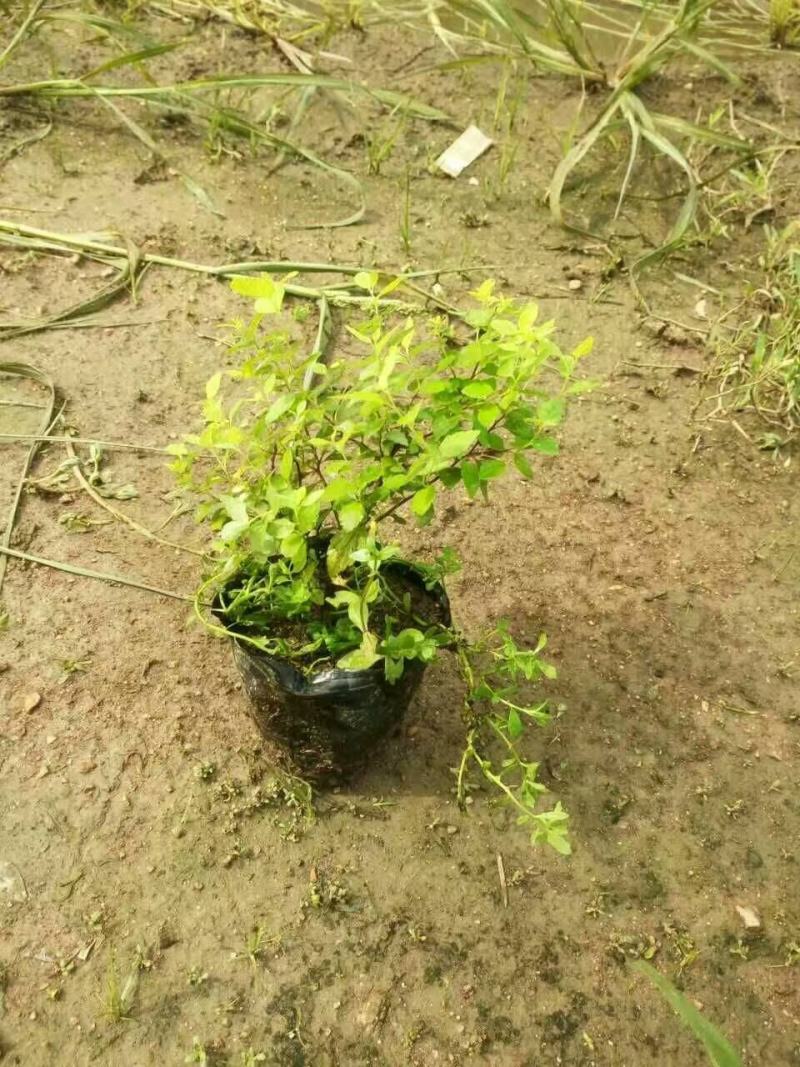出售各规格金山金艳绣线菊
