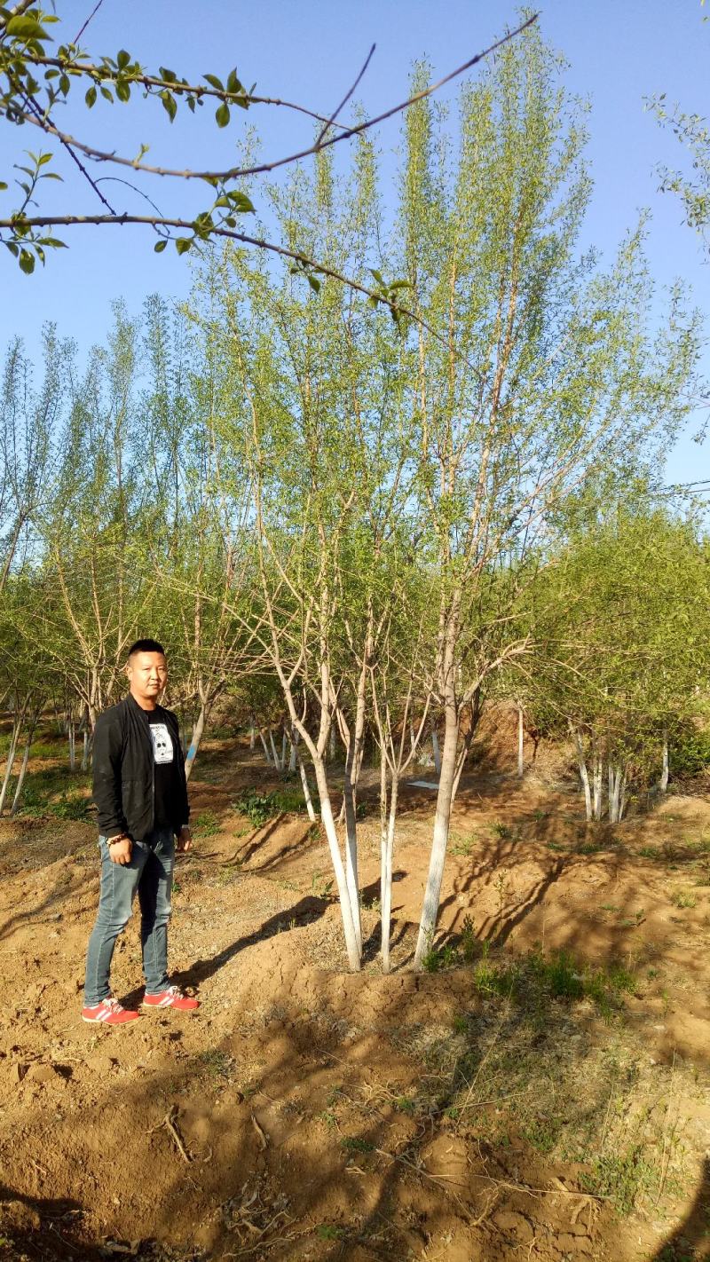 出售各规格枫树苗枫树丛生枫树