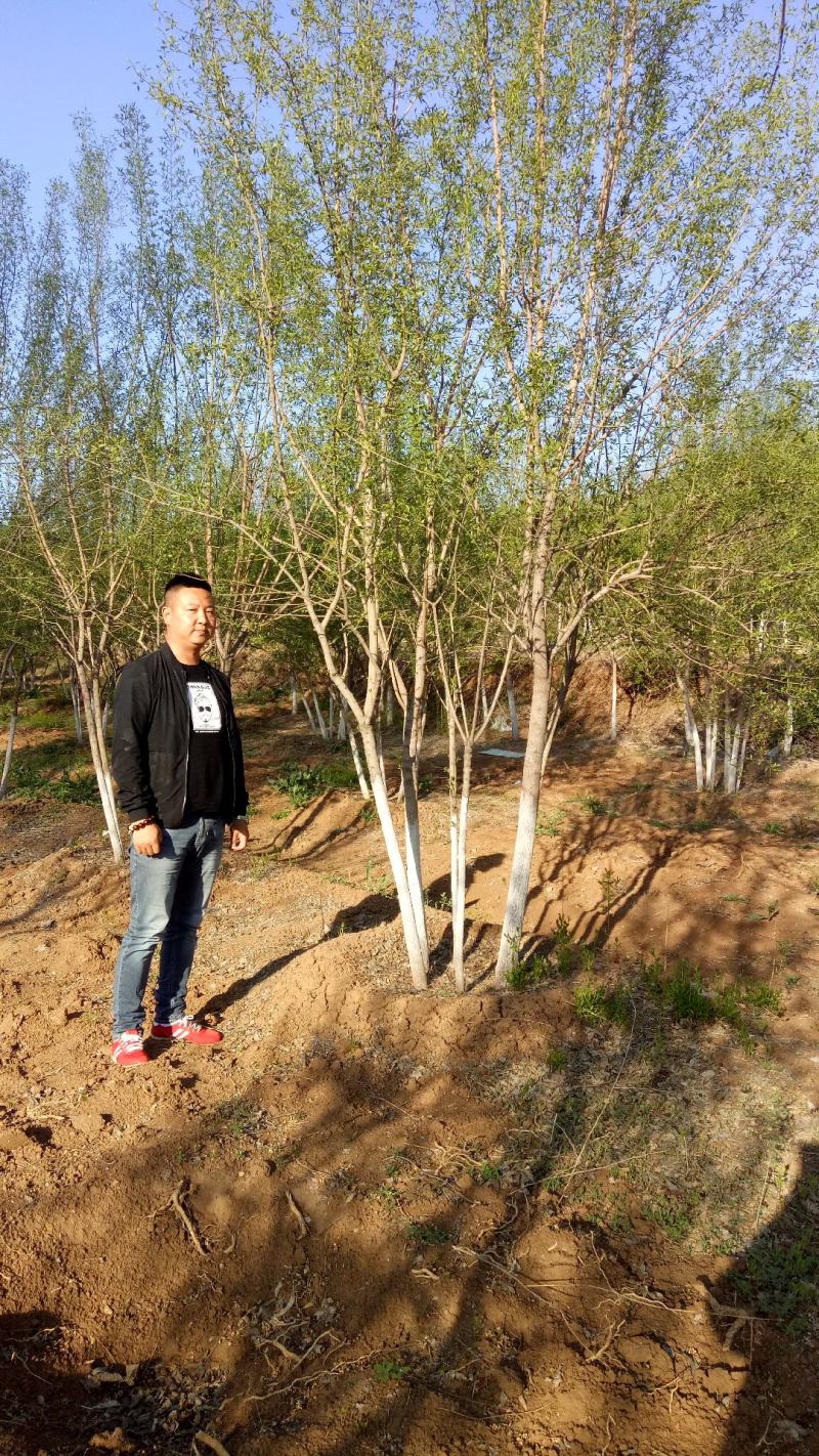 出售各规格枫树苗枫树丛生枫树