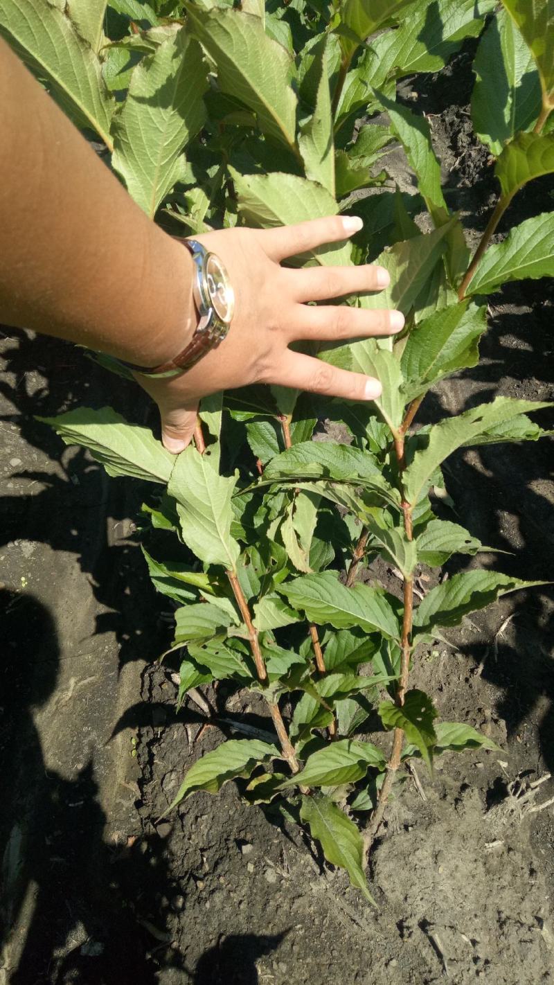 出售各规格红王子锦带绿化工程苗