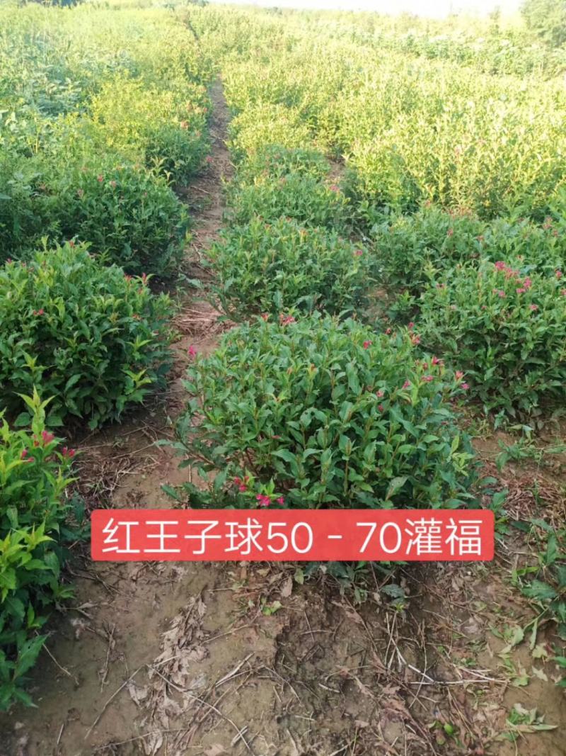 出售各规格红王子锦带绿化工程苗