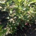 出售各规格红王子锦带绿化工程苗
