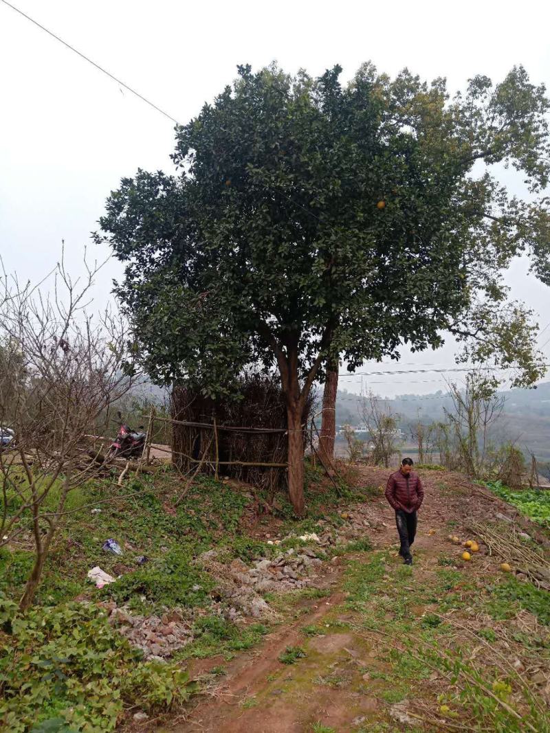柚子树，香刨，宜宾柚子种植基地宜宾柚子树，大量现货