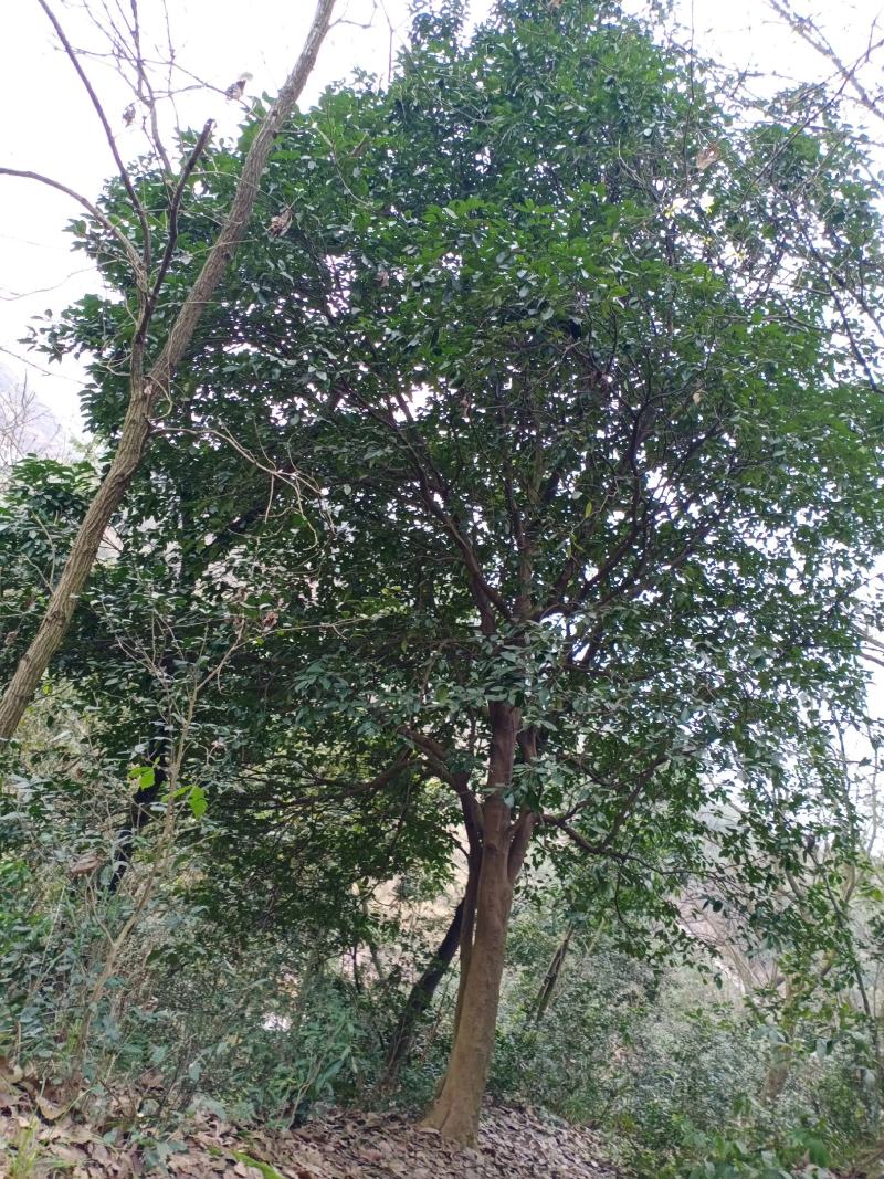柚子树，香刨，宜宾柚子种植基地宜宾柚子树，大量现货