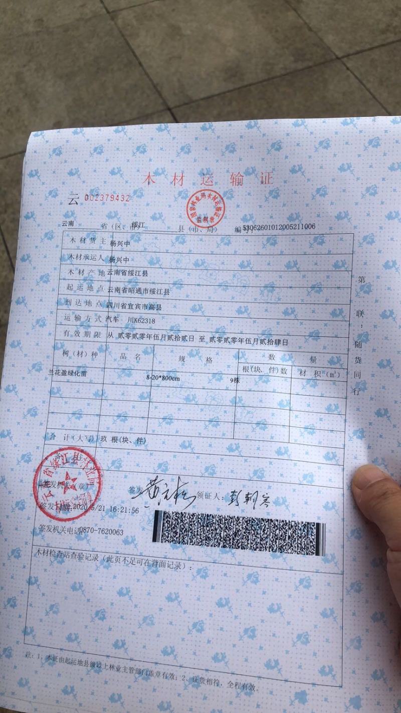 柚子树，香刨，宜宾柚子种植基地宜宾柚子树，大量现货