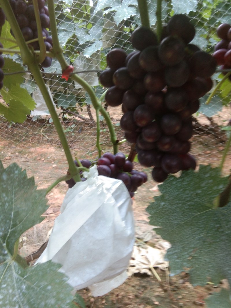 夏黑葡萄大量上市，稞粒大，味甜望广大老板前来考查