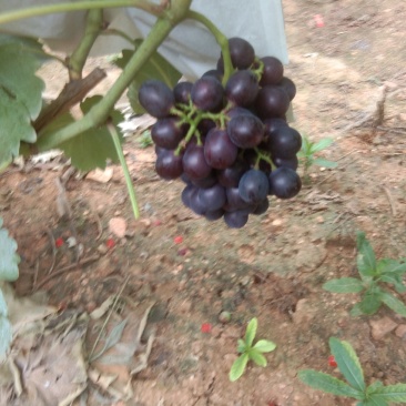 夏黑葡萄大量上市，稞粒大，味甜望广大老板前来考查