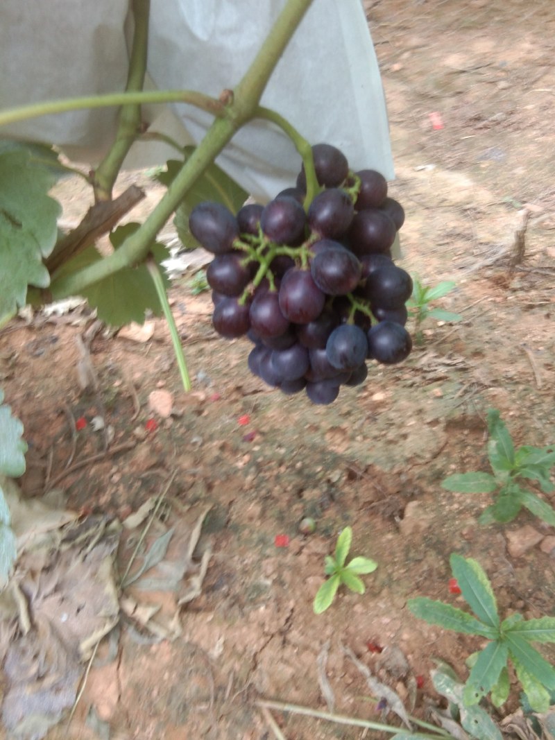 夏黑葡萄大量上市，稞粒大，味甜望广大老板前来考查