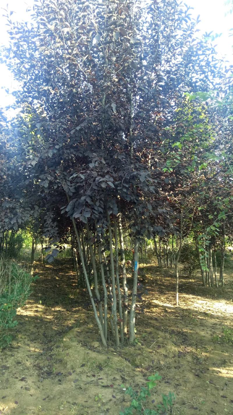 批发各规格丛生紫叶椆李工程苗木