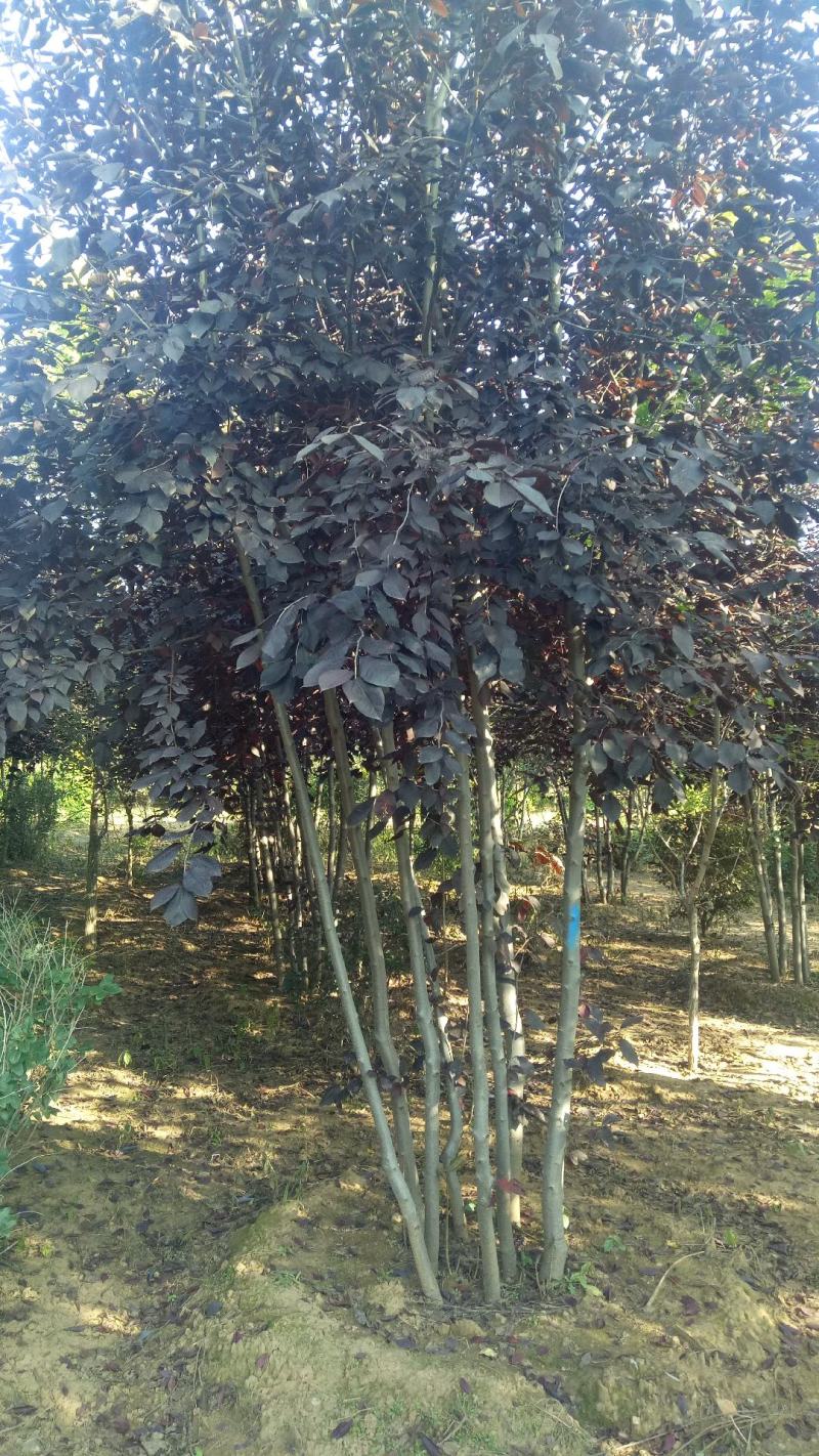 批发各规格丛生紫叶椆李工程苗木