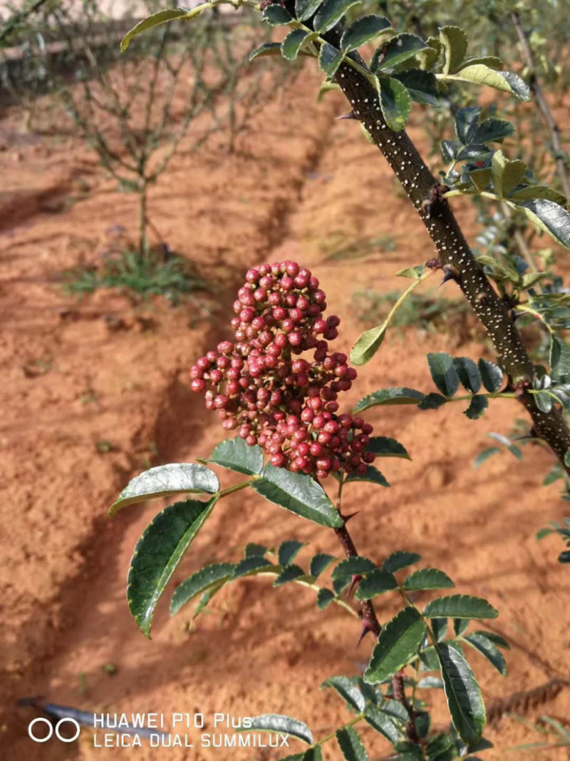 贡椒苗，云南花椒苗，红花椒苗大量现货供应