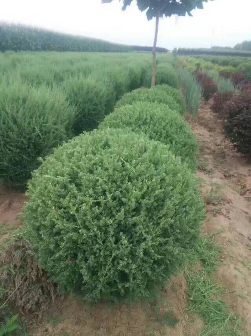 出售各规格柏树球东北耐寒工程苗